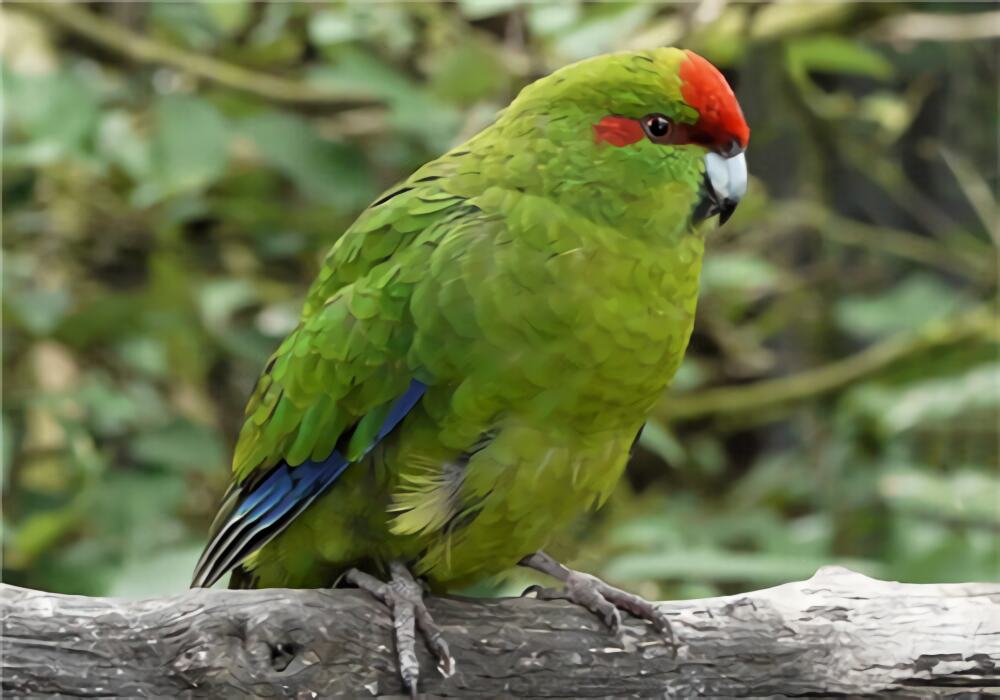 红额金刚鹦鹉身份信息