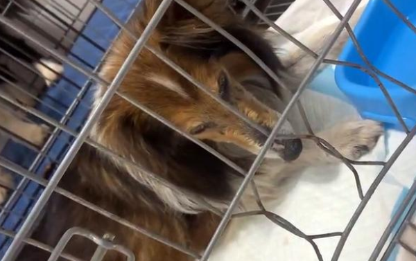 牧羊犬被遗弃后意志消沉,不吃不喝,它一直在思念主人!