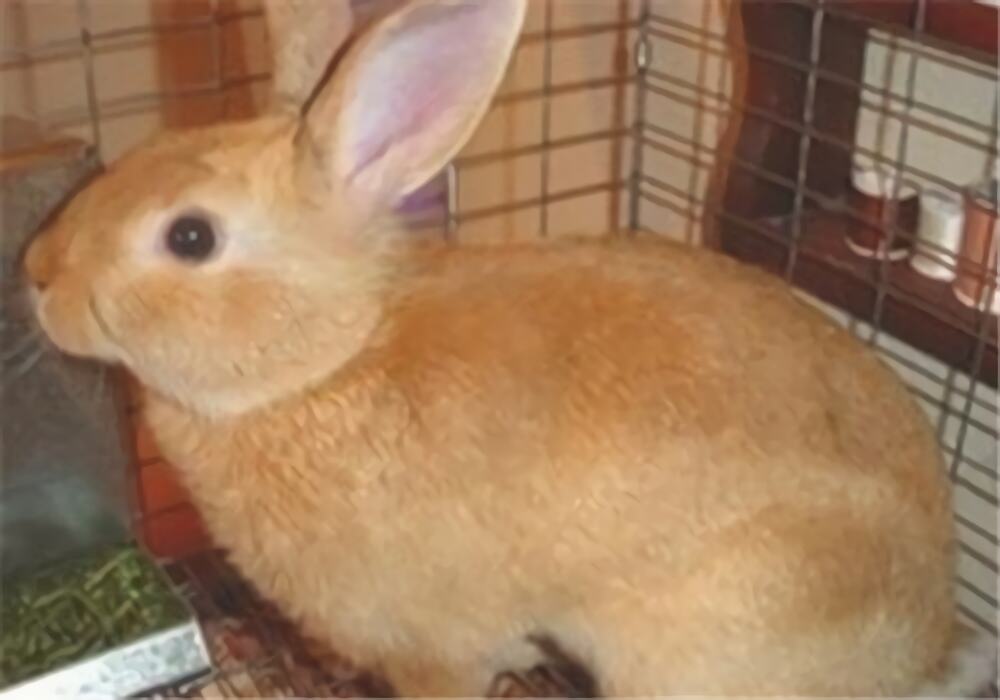 柏鲁美路兔身份信息