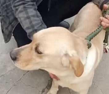 黑心狗贩子伤天害理,把狗狗圈禁在狗肉店,狗狗的目光令人泪崩