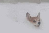 下雪天雪橇犬在雪地玩疯了,有些狗子却烤火到把毛都被烤焦了……