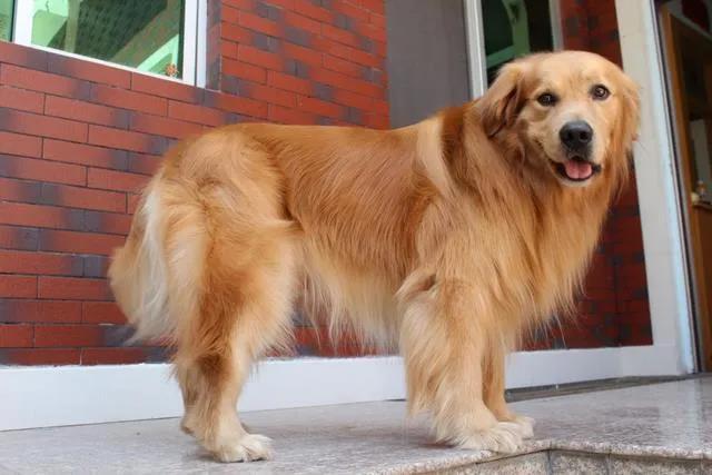 狗狗回乡过年前后大对比：你谁啊？我家狗呢！