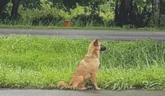 小狗道旁苦等一年,等离去的主人再一次出現,结果令人肝肠寸断