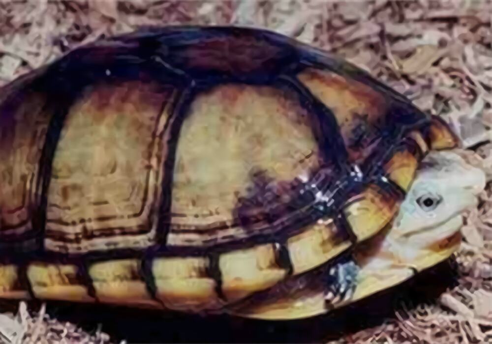 褶皱泥龟身份信息