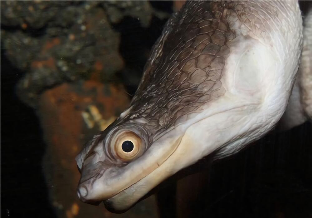 巨蛇颈龟身份信息