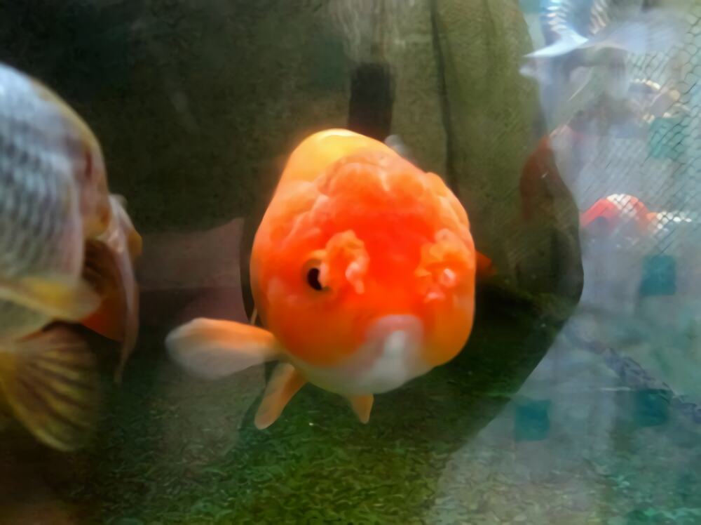 鹅头球身份信息