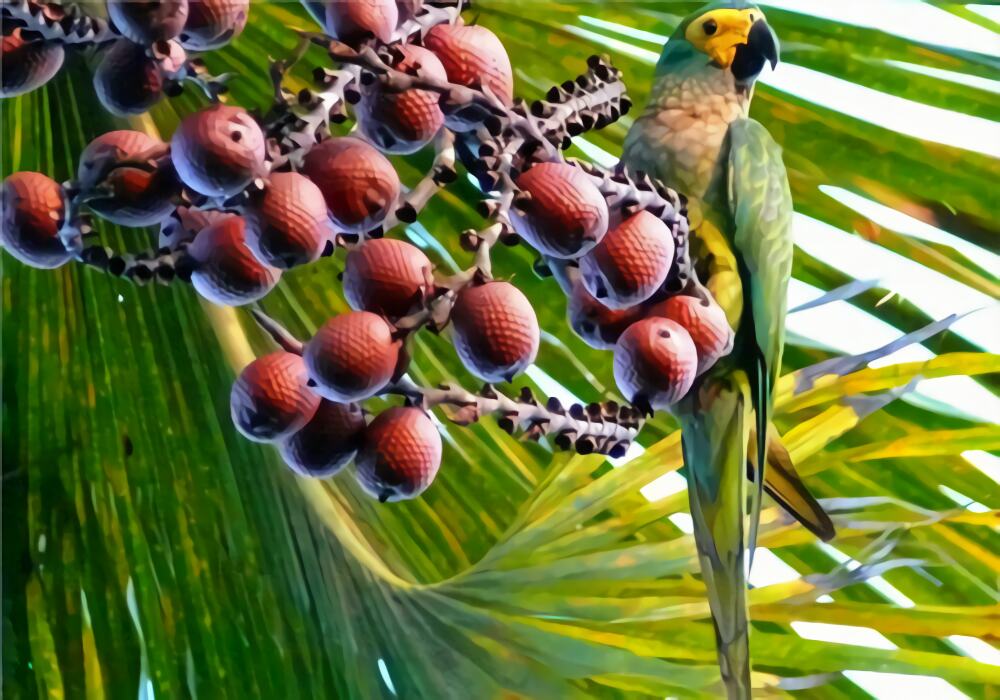 红腹金刚鹦鹉身份信息