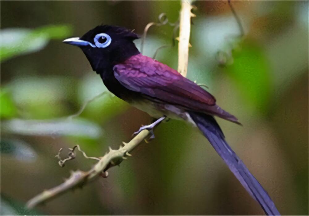 紫寿带身份信息