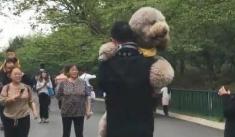巨型泰迪犬不愿意回家了被主人背着回来,网友笑喷