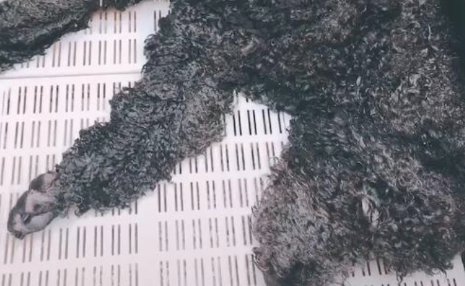 马路边捡到一头流浪狗,看了就很脏,洗剪吹后发觉捡到宝!