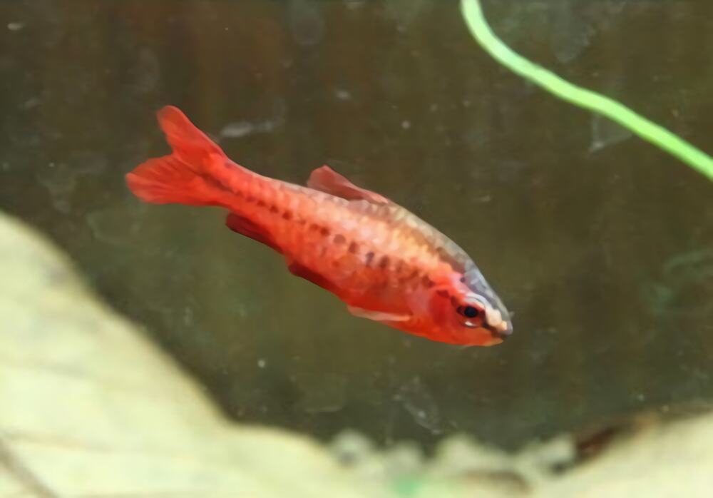 樱桃灯鱼身份信息