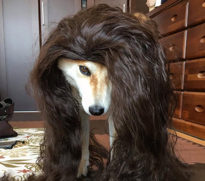 铲屎官买来假发给自家柴犬打扮了一番, 这造型太美, 柴犬都看懵了