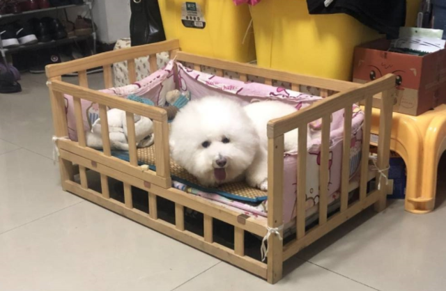 女友开了个玩笑,比熊犬在地上趴了半夜,眼泪不停的往下掉