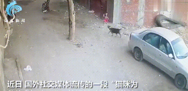 肝胆相照:男孩为救猫向狗扔石头反被扑倒,猫咪马上飞奔打狗