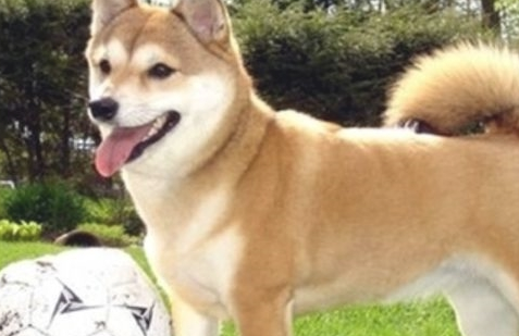 把柴犬送到父母家一段时间,去接的情况下惊倒,柴犬:不跟你回家了