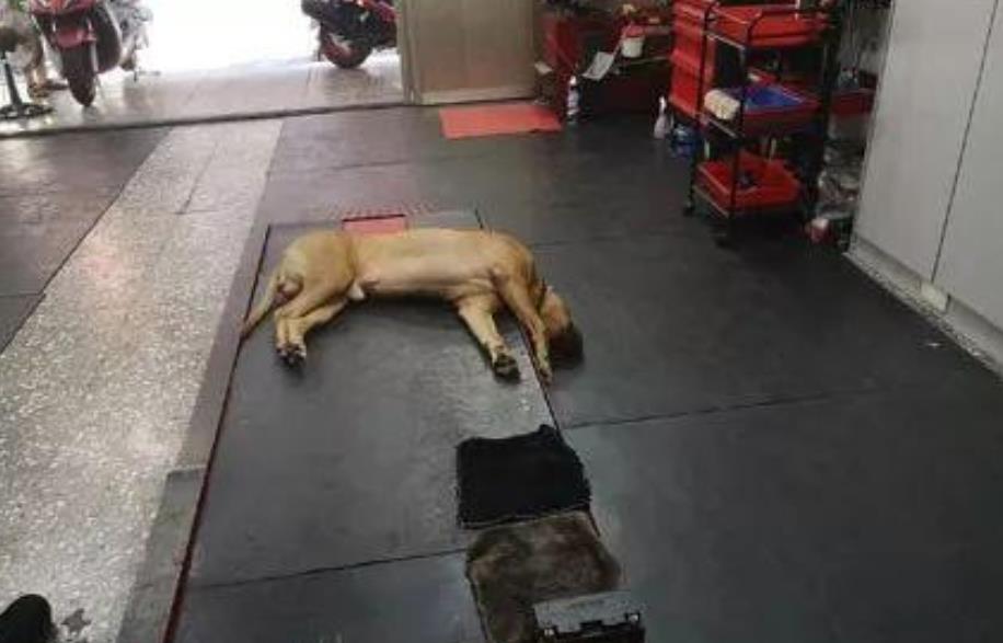 主人回家发现狗子头垂直朝下,以为它死掉了,走过去一看笑喷了