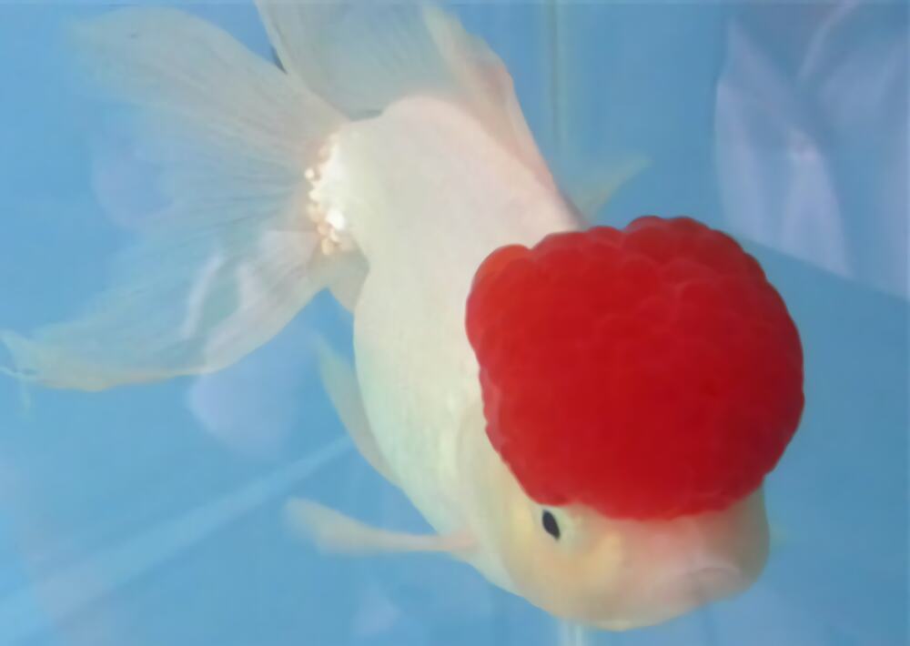 鹤顶红金鱼身份信息