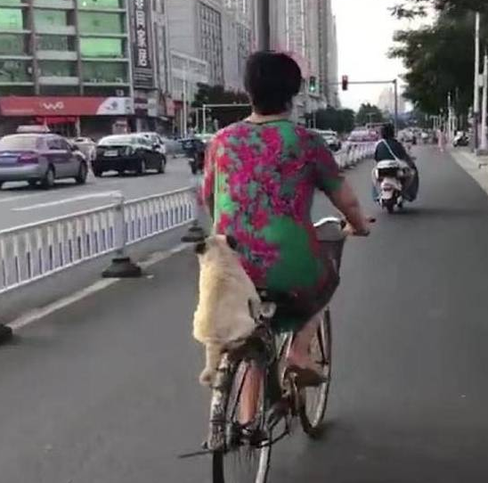 你家狗狗喜欢坐后座吗?这只巴哥犬的表现,萌炸了!