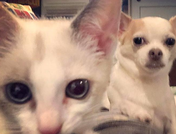 女孩路遇一只受伤小猫，本不打算收养，却又因小猫而收养了一只狗