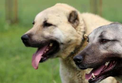 外表凶悍内心温柔，土耳其国宝坎高犬Kangal