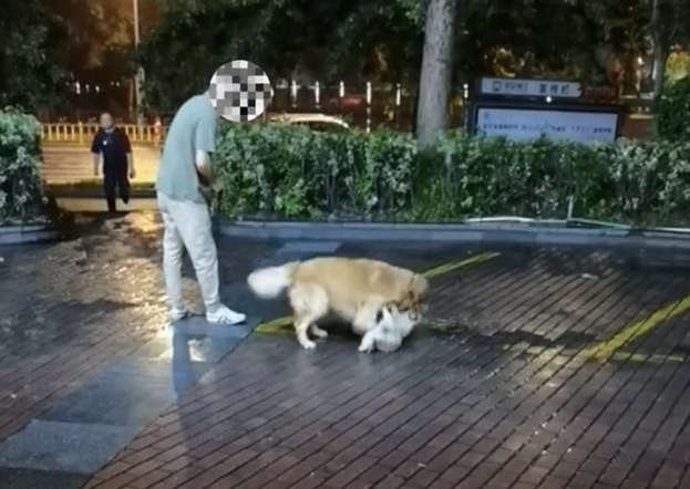 男子遛狗不拴绳,不料爱宠失控当街咬死流浪狗,狗主人:无能为力