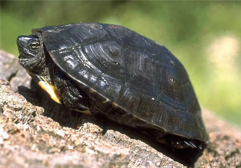 黑颈乌龟身份信息