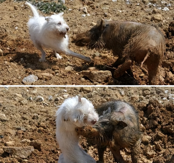 好猎犬何须外国找,在贵州有种“白龙犬”,一条就能干翻一头野猪