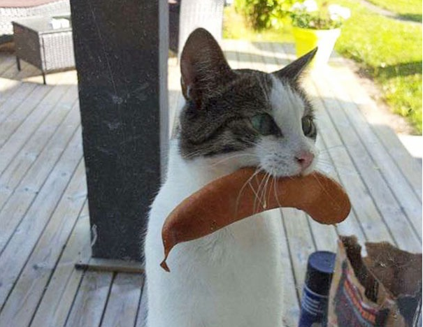 什么都敢往家顺，养宠物狗真是件只赚不亏的大好事！