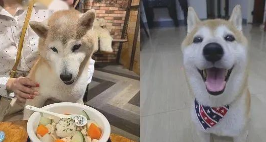 16岁柴犬失智,去到每一角落里都会各种各样卡......大哭求助!