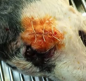 短视频虐狗事件,5个月哈士奇遭惨绝人寰虐待,被救下颤抖不止...