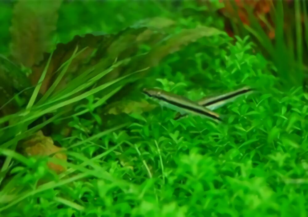 黑线飞狐身份信息