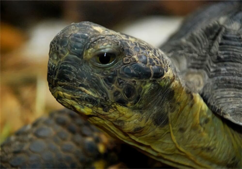 哥法地鼠龟身份信息