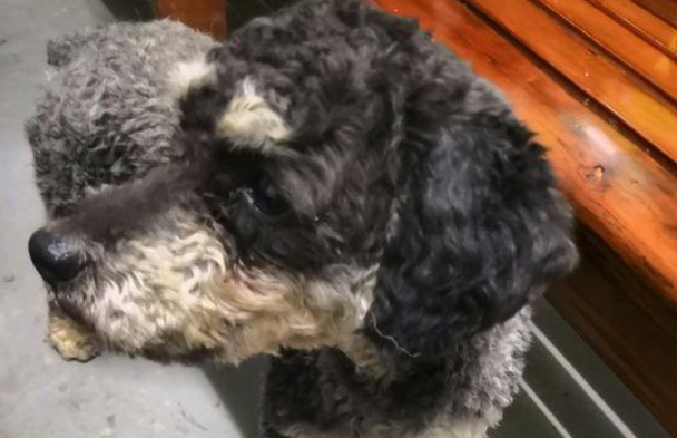 工地跑来只流浪犬,小伙子好心收容后,路人见到竟出天价要买