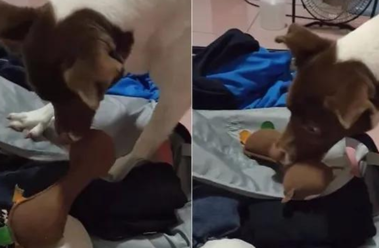 主人梳理行李箱,狗狗叼深爱玩具塞入箱,反复6次超坚持不懈:它还要去