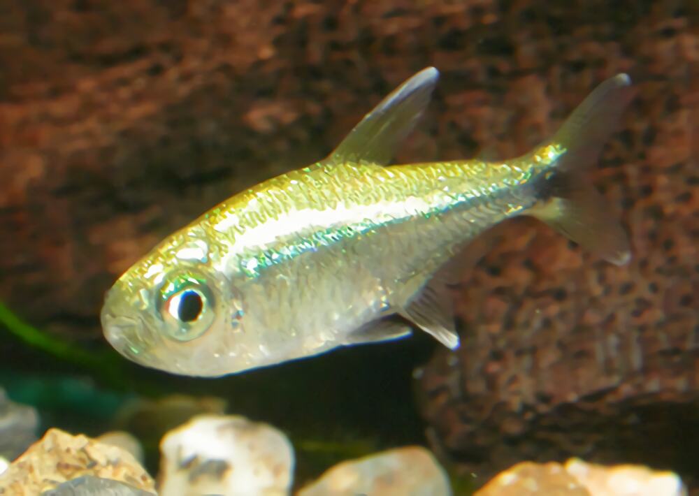 黄金灯鱼身份信息