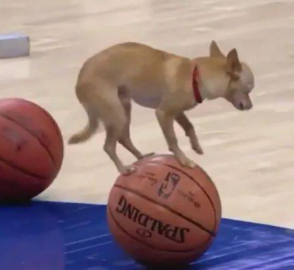 主人带狗狗打蓝球，狗狗却在篮球赛上跑来跑去，高难度动作主人夸赞
