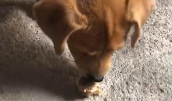 土狗见到小伙手上的肉,持续图示把肉丢在土里,网民:土狗不容易抢