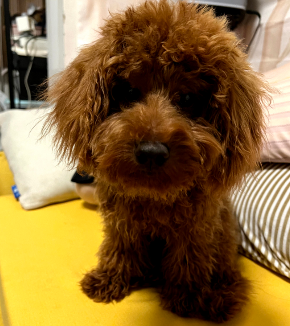 996的互联网人是如何养狗的?