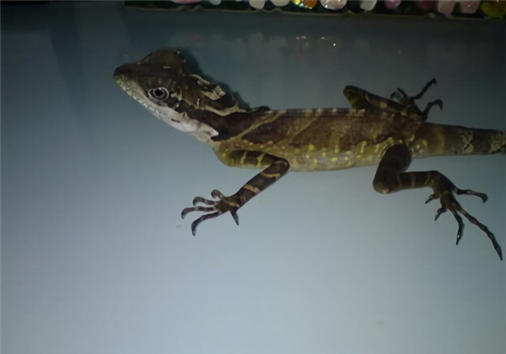 火冠蜥身份信息