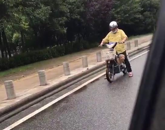 狗狗从电瓶车上没了出来,狂追了一公里才追赶主人,差点儿跑咽气