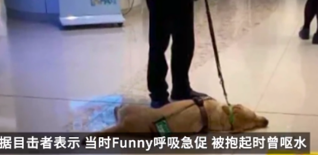香港一导盲犬在商场内晕倒去世,引发社会对视障者和导盲犬的关注和反思