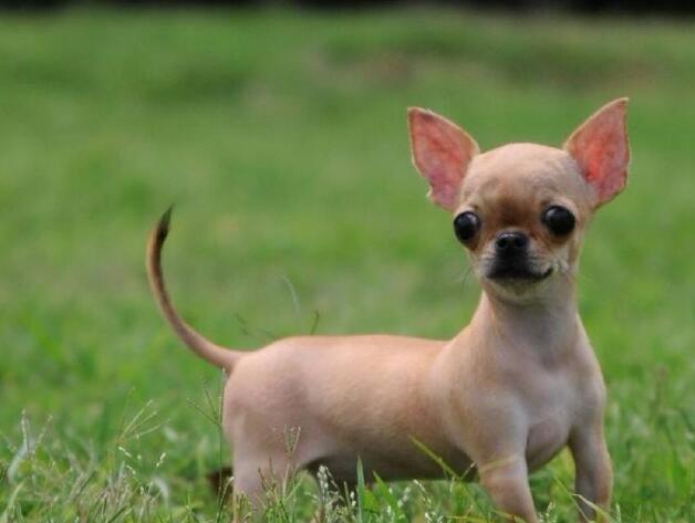 最适合家庭养的五种宠物狗，居然没有泰日天