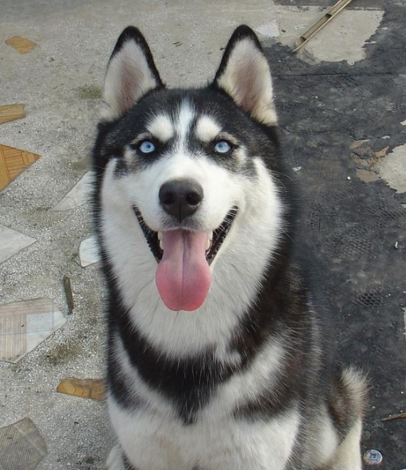 此恶犬请勿喂食 爸爸挂告牌惹汪超不爽