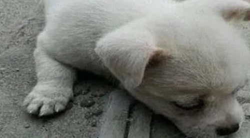 流浪狗每天趴在井盖旁边流泪,甚是奇怪,了解真相后让人很心疼