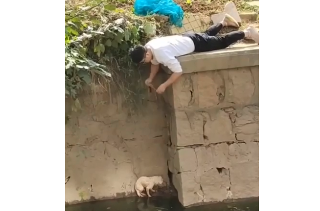 小伙趴地1个多小时解救落水狗 拍摄者:落水好几天,现已将狗收留