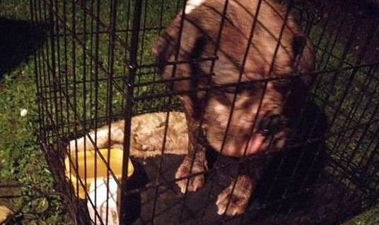 今日英国发生弃养狗事件 怀孕斗牛犬被遗弃公园