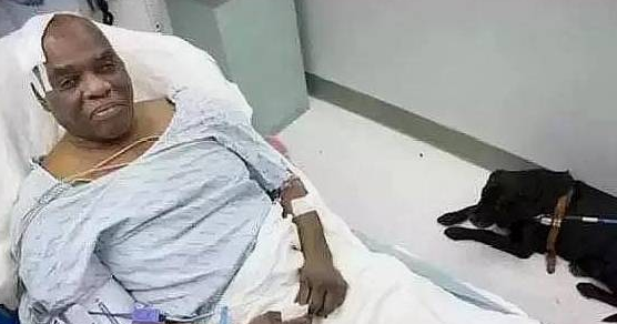 导盲犬舍命救主,主人却不得不将导盲犬“抛弃”