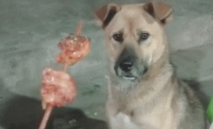 田园犬爱吃火锅串串,妈妈不点头,狗狗只有闻着淌口水!
