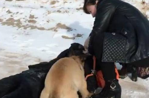 主人假装昏倒在雪天,边上马犬狗狗急死了了赶快找过路人帮助,超打动