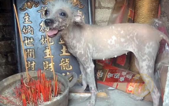 外表丑陋的流浪狗,骨瘦如柴靠贡品为生,捡回家后发现它竟是名犬